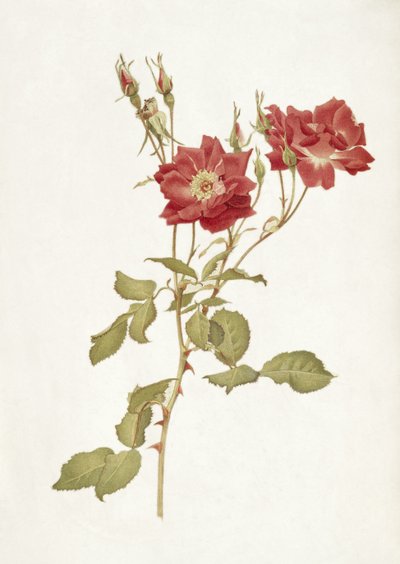 Rose: Bourbon von Alfred Parsons